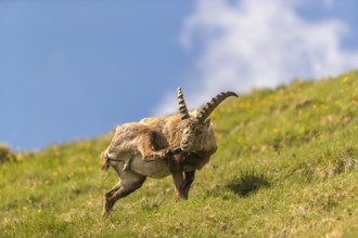 Oneyoung adult ibex (Capra ibex) standing on a steep green meadow with blue sky in the background,