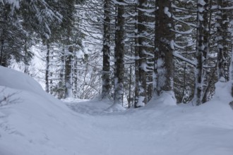 Snow covered way through a forest on an overcast day