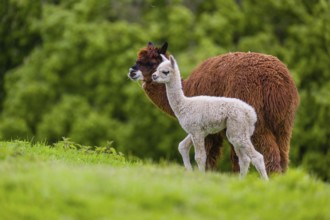 One brown female Alpaca (Vicugna pacos) stands with her young on a fresh green meadow . A green