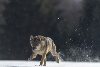 One male eurasian gray wolf (Canis lupus lupus) running thru deep snow with a forest in the