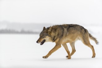One male eurasian gray wolf (Canis lupus lupus) walking thru deep snow during snow fall. A forest