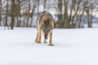 One male eurasian gray wolf (Canis lupus lupus) walking thru deep snow with a forest in the
