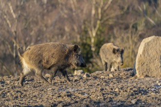 Two wild boar or wild pig (Sus scrofa) walking on an opening. First sweet morning light