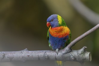 One Rainbow lorikeet (Trichoglossus moluccanus) sitting on a branch. Green vegetation in the