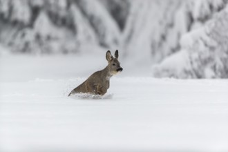 One young male Roe Deer, Roe buck (Capreolus capreolus), running through deep snow. Trees in the