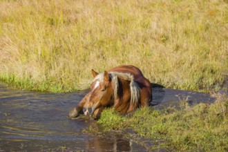 A heavy horse of mixed breed stands in the water of a small pond and enjoys its life on a sunny