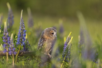 One young Ural owl (Strix uralensis) sitting on a branch lying in a field of flowering lupines in