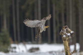 Northern goshawk, Accipiter gentilis, flying through a forest in winter and lands on a dead branch