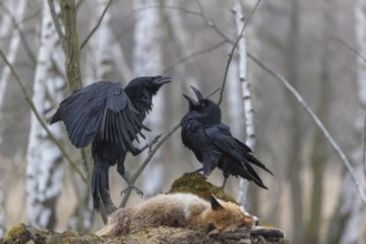 Two common raven (Corvus corax), fighting and feeding on the carcass of a red fox lying on stones