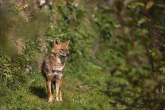 One golden jackal (Canis aureus) walking through dense green vegetation
