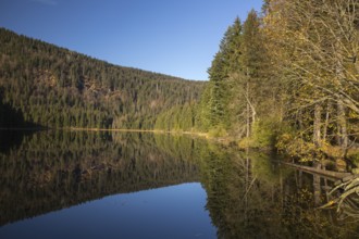 Lake Großer Arbersee in autumn. The surrounding forest is reflected in the mirror like surface of