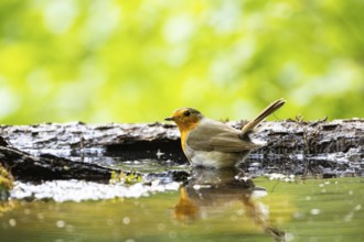 European robin (Erithacus rubecula) bathing Germany