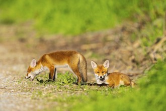 Fox (Vulpes vulpes) puppies Germany