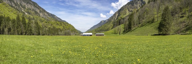 Flowering dandelion meadow (Taraxacum), Trettachtal near Oberstdorf, Allgäu, Bavaria, Germany,