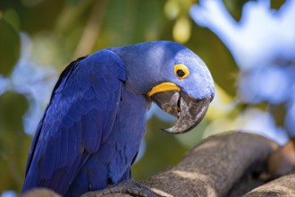 Hyacinth Macaw (Anodorhynchus hyacinthinus) Pantanal Brazil