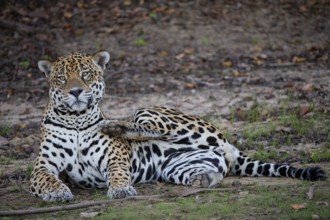 Jaguar (Panthera onca) Pantanal Brazil