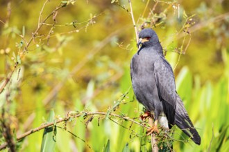 Snail Buzzard (Rostramus sociabilis) Pantanal Brazil
