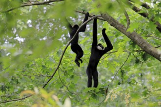 Northern white-cheeked gibbon (Nomascus leucogenys), adult, male, two males, on tree, hanging, food