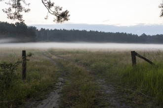 Morning fog over a meadow, meadow path in the Lusatian Lakeland, Elsterheide, Saxony, Germany,