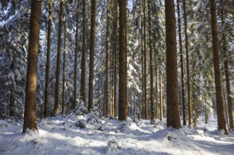 Snow-covered spruce forest, winter, forestry, Mondseeland, Salzkammergut, Upper Austria, Austria,