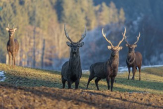 Four Japanese sika deer stags (Cervus nippon nippon) stand on a meadow in hilly terrain. A blue