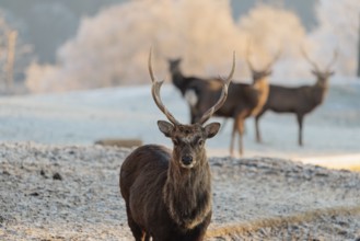 Four Japanese sika deer stags (Cervus nippon nippon) stand on a meadow in hilly terrain. A forest