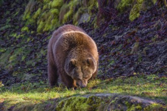 An adult female brown bear (Ursus arctos arctos) walks through hilly terrain with trees and rocks