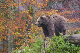 An adult female Eurasian brown bear (Ursus arctos arctos) stands among rotting, fallen trees on a