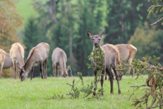 An young Altai maral hind, Altai wapiti or Altai elk (Cervus canadensis sibiricus) stands in a