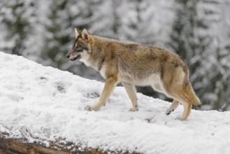 A young grey wolf (Canis lupus lupus) runs across the sloping, snow-covered meadow at the edge of a