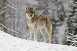 A young grey wolf (Canis lupus lupus) runs across the sloping, snow-covered meadow at the edge of a