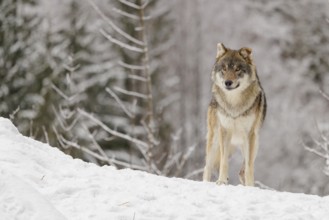 An adult male grey wolf (Canis lupus lupus) stands on a sloping, snow-covered meadow on a cold,