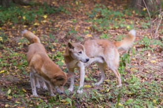 Two New Guinea singing dog or New Guinea Highland dog (Canis hallstromi) (Canis dingo hallstromi,