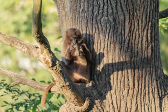 A young gelada (Theropithecus gelada) sits high in a tree in a forked branch and preens itself. A