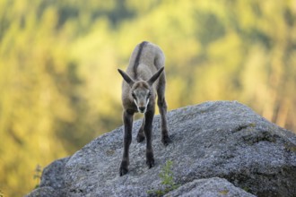 One young Chamois (Rupicapra rupicapra) standing on a rock. A green forest in the background