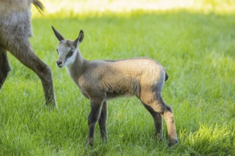 One young Chamois (Rupicapra rupicapra) standing on a fresh green meadow