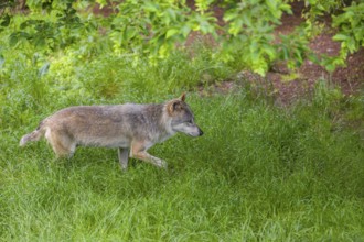 An adult male gray wolf (Canis lupus lupus) runs across a green meadow in hilly terrain