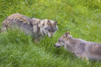 Two eurasian gray wolves (Canis lupus lupus) meet in a green meadow in hilly terrain