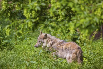 An adult male gray wolf (Canis lupus lupus) runs across a green meadow in hilly terrain