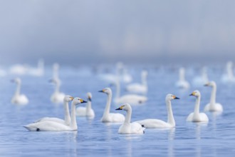 Bewick's swans, tundra swan (Cygnus bewickii) flock swimming in lake in early morning mist in