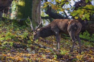 A Red Deer stag (Cervus elaphus) stands in a forest