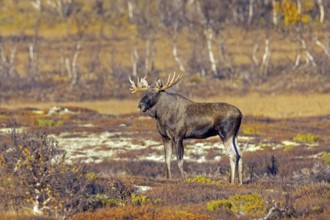 Moose, elk (Alces alces), adult bull, male foraging on the tundra in autumn, fall, Sweden,