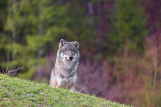 An adult male eurasian gray wolf (Canis lupus lupus) stands on a green meadow on hilly terrain