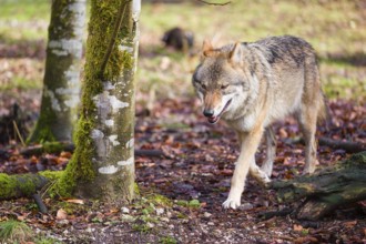 A female gray wolf (Canis lupus lupus) runs across a forest