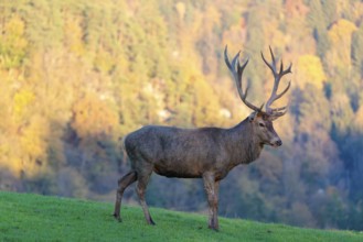 A red deer stag (Cervus elaphus) stands in a meadow in the shadow of the beautiful morning light