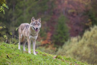 An adult male eurasian gray wolf (Canis lupus lupus) stands on a green meadow on hilly terrain. A