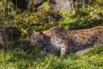 A Eurasian lynx, (Lynx lynx) stalks prey