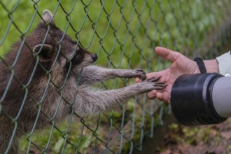One captive young Raccoon, Procyon lotor, standing behind a fence, playing with a photographers