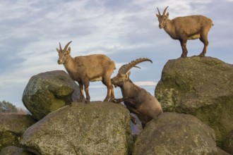 Two ibex (Capra ibex), a male and a female, stand on a rock. The male shows some flehming and