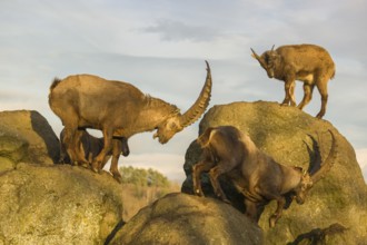 A group of ibex (Capra ibex) standing on a rock in the last light of the day